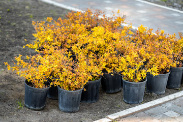 Beautiful bright orange barberry seedlings in pots prepared for planting in city park. Gardening and landscaping concept