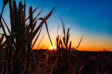 Field - sunset
