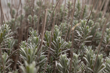 Small and green sprouts with leaves of flowers grow luxuriantly in last year's dry grass stems