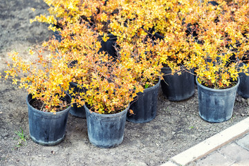 Beautiful bright orange barberry seedlings in pots prepared for planting in city park. Gardening and landscaping concept