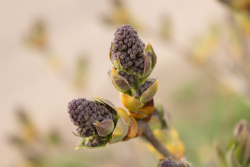 Young not yet blossoming lilac buds on a thin branch of a bush in spring