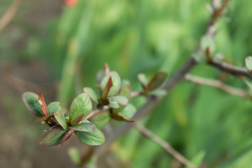 Close-up of blossoming leaves on a branch of a small tree growing in bushes