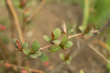 Obraz premium Small branches of a tree with young leaves in the evening in the garden