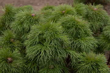 Large peony bush with young fluffy leaves on the stems