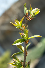 Branch of a tree with growing young leaves in spring in the sun