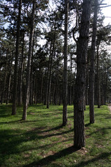 Pine forest with densely growing trees in spring on a sunny day