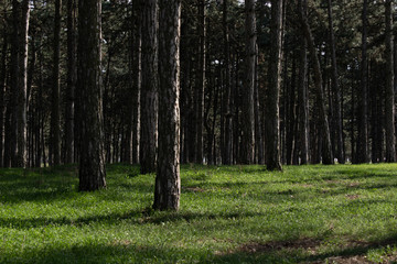 Young green grass lit by the sun grows in a pine forest
