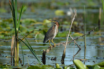 Juvenile Green Heron