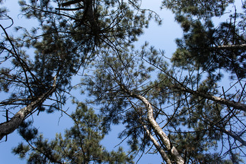 Clear bright blue sky during the day in a pine forest