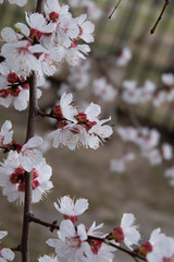 Cherry branches are strewn with a lot of blooming flowers