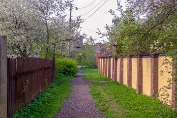 Village road between fences of private houses under flowering cherry branches
