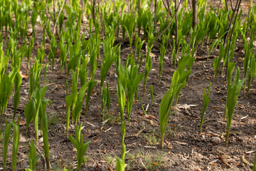 Young stalks of lily of the valley sprout from the ground in the garden