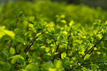 Young leaves on the branches of a decorative shrub in the garden