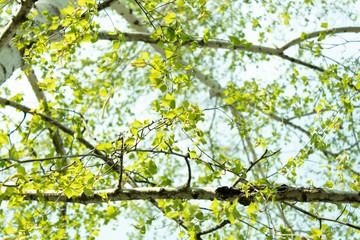 Young leaves on birch branches grow in spring against a clear sky