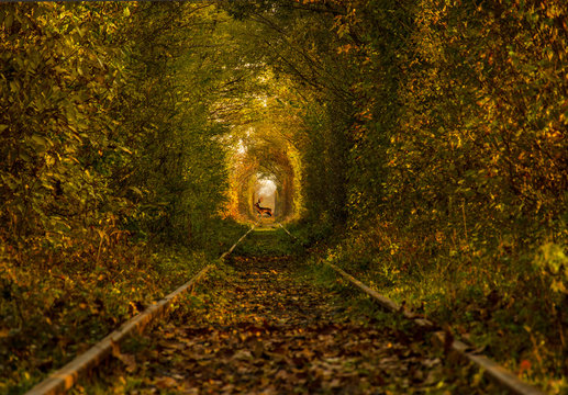 The tunnel of love, a green and natural tunnel formed by trees along a railway  in Obreja, Caras Severin County, Romania