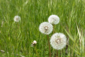 A few dandelions among the green grass in the meadow