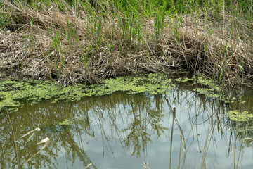 River bank in spring, overgrown with grass, growing through dry stems