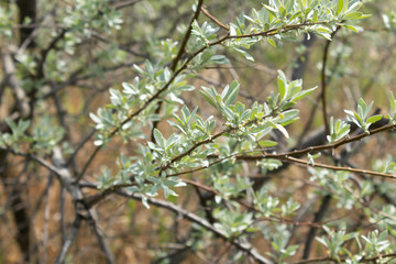 Thin branches of sea buckthorn with young densely growing leaves in spring