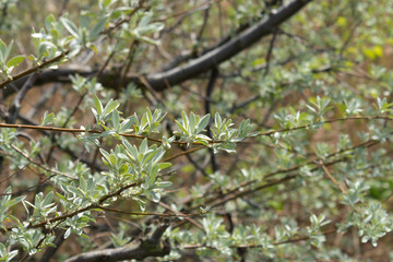 Sea buckthorn tree wakes up in spring and is covered with leaves