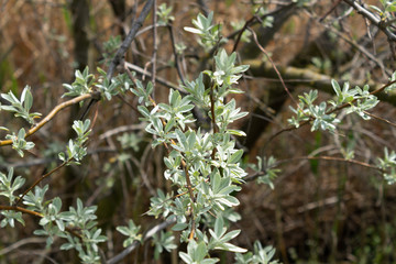 Sea buckthorn branch with young leaves on a background of old dry stems