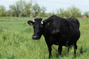 A cow grazes in a flowering meadow near the village