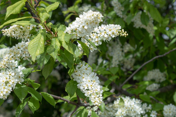 Close-up of flowering bird cherry branches in the spring sunshine