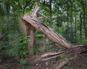 Fototapeta premium Old tree collapsed due to rot and decay on the forest floor