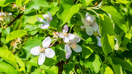 Cherry flowers closeup