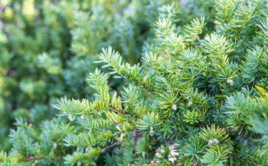 Juniper tree texture background. Juniper branch close up. Evergreen juniper bright green color surface. 