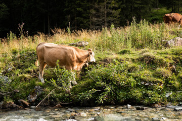 Kuh im Lungau
