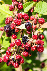 Ripe and unripe blackberries grow on the bush in summer. Organic blackberries branch. Selective focus. Berry background.