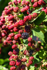 Ripe and unripe blackberries grow on the bush in summer. Organic blackberries branch. Selective focus. Berry background.
