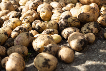 Fresh organic potatoes in the field. Autumn harvest.