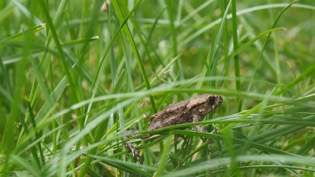 Small gray frog walking in tall green grass on lawn at low angle