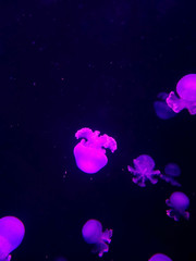 Obraz na płótnie Canvas Jellyfish with neon glow light effect in sea aquarium
