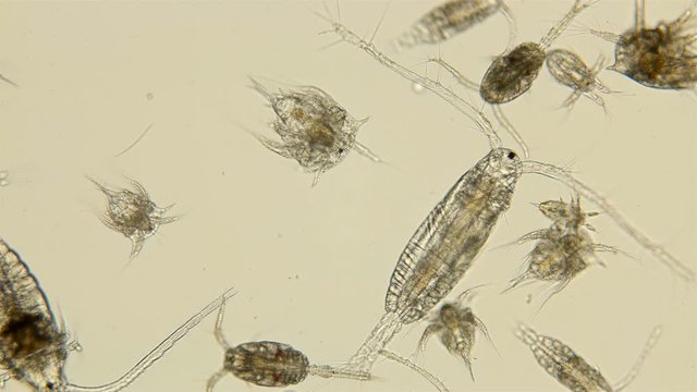 zooplankton of the Black Sea under the microscope. Different types of plankton consisting of crustaceans, larvae, and worms. Main fish feed