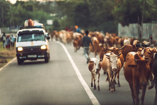 Afar, Ethiopia - November 06, 2018: Herd of domestic cows walking on paved roadway with driving car in countryside, Ethiopia