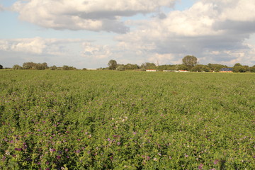 Fototapeta na wymiar a large field with purple alfalfa plants and a blue cloudy sky in holland in summer