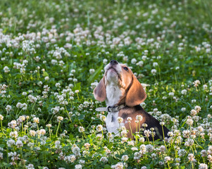 A thoughtful Beagle puppy with a blue leash on a walk in a city park. Portrait of a nice...