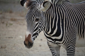 close up of a zebra