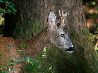 Roebuck head in profile