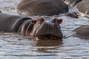  hippopotamus bathing, in the lake in Africa, portrait