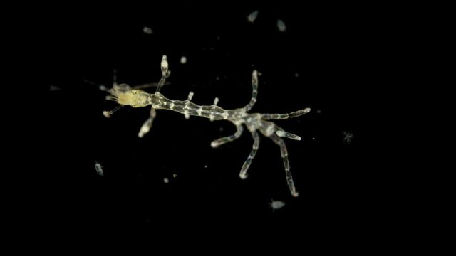 zooplankton of the Black Sea under a microscope. Skeleton shrimp or sea goats, Caprellidae, a family of crustaceans from the order Caprellida, lead a bottom lifestyle, omnivores, stand out with a