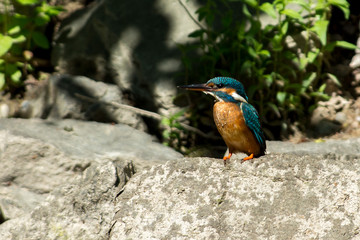 Kingfisher on a creek in Sweden
