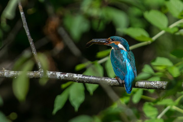 Kingfisher on a creek in Sweden