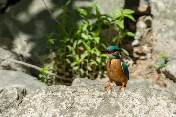 Kingfisher on a creek in Sweden