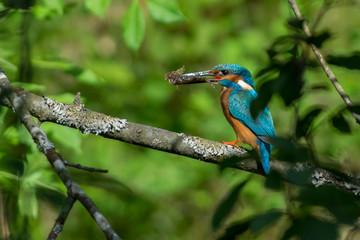 Kingfisher on a creek in Sweden