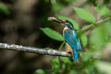 Kingfisher on a creek in Sweden
