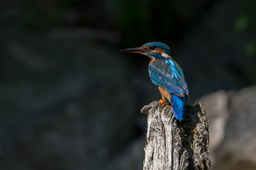 Obraz premium Kingfisher on a creek in Sweden