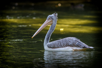 pelican
